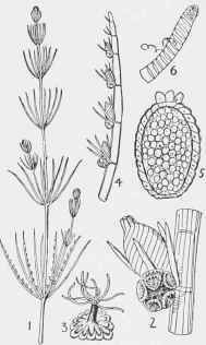 Stonewort (Chara fragilis).