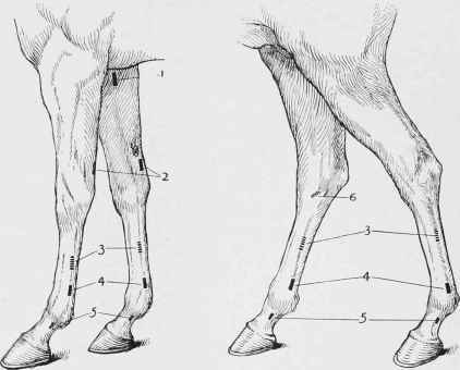 Tenotomy and Neurectomy. Localities of the various operations.