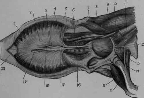 The Diaphragm and Sub lumbar Muscles, seen from below.