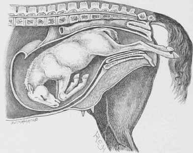 Breech presentation, Hind legs in Passage.