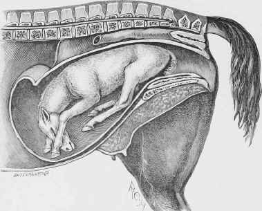 Breech presentation, Legs extended beneath Abdomen.