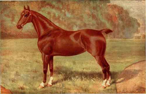 HACKNEY MARL, LADY KEYINGHAM.