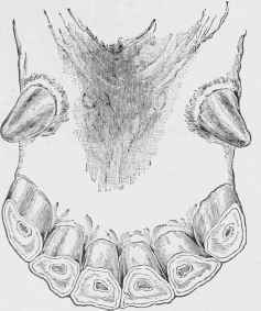 Incisors of Horse at eight years.