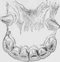Incisors of Horse at seven years.