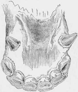 Incisors of Horse at six years.