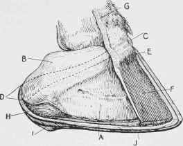 Lateral Cartilages, etc, of the Foot.