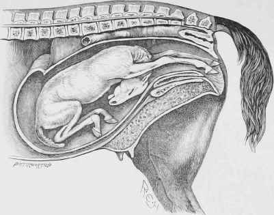 Neck presented, Fore limbs in Passage.