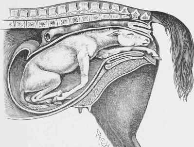 One Fore limb displaced backwards.