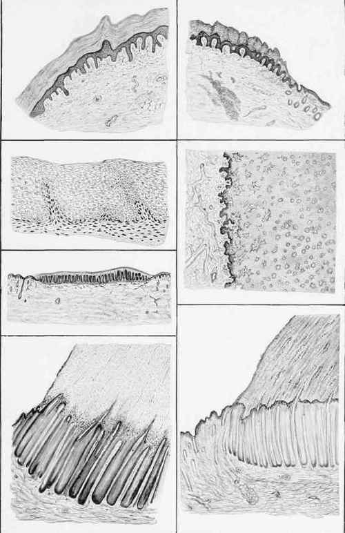 PLATE LX1X. MICROSCOPIC STRUCTURE OF PLANTAR PADS, CHESTNUTS, AND ERGOT.