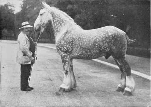 PLATE LXV1II. DAPPLED GREY GELDING.