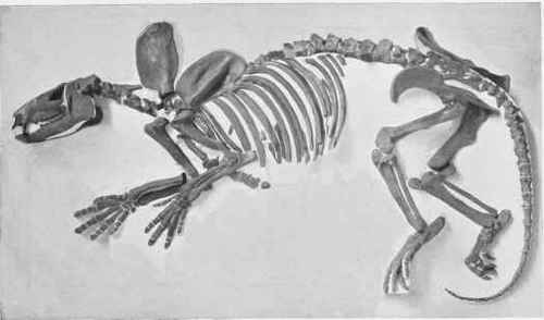 SKELETON OF PHENACODUS.