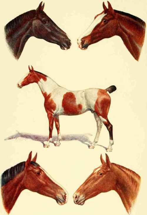 SKIN MARKINGS I.