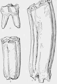 Short  and Long crowned Molar Teeth.