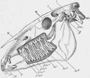Side View of the Skull of the Horse.