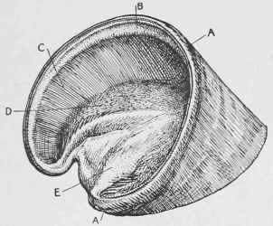The Wall of the Foot: Hoof showing Insensitive Laminae, etc.