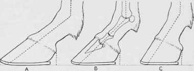 Well proportioned and Ill proportioned Feet.