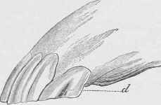 (d) Groove grown down from the gum, leaving the upper part of the tooth smooth at twenty six years.