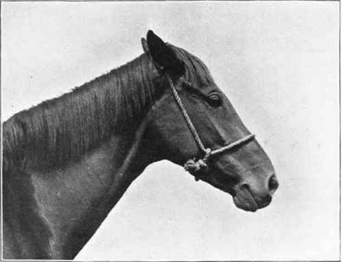 Improvised halter (off side view).