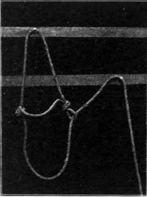 Improvised halter.