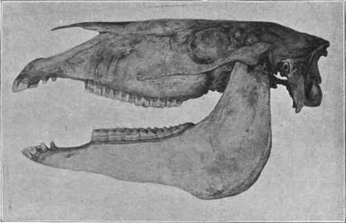 Teeth of Horse.