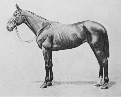 Fig. 25 - A Bay Mare - Fair balance.
