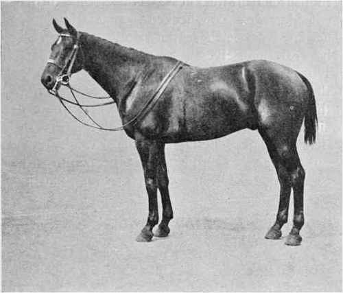 Fig. 28 - Brown Gelding - Balance perfect.