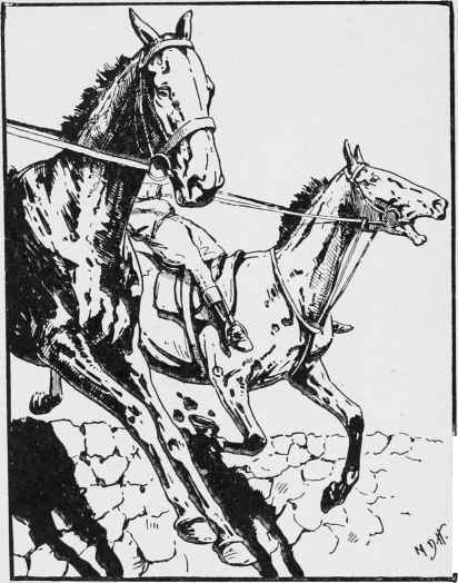 Fig. 8 - Two chasers-one jumping kindly and the other with his mouth being interfered with