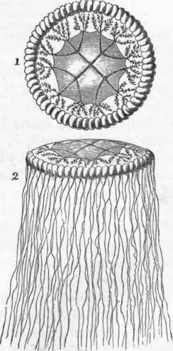 1, 2. Cuvieria carisochroma.