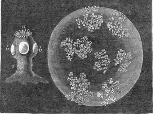 1. Caenurus cerebralis (nat. size.) 2. One head magnified: a, oral circlet of hooks; b, suckers.