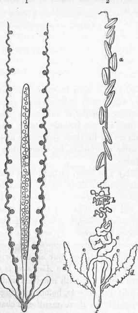 1. Female, and 2. Male generative system of Scolopendra.