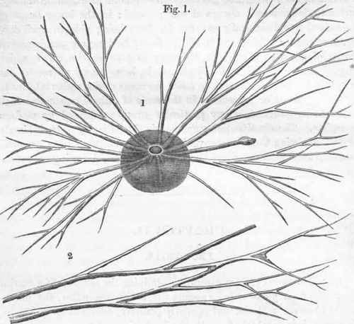 1. Gromia oviformis, with the rhiziform tentacles displayed.