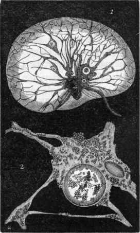 1. Noctiluca, magnified, and viewed as a transparent object.