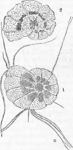 1. Nonionina, exhibiting pseudopodia protruded through the foramina in the walls of the shell.