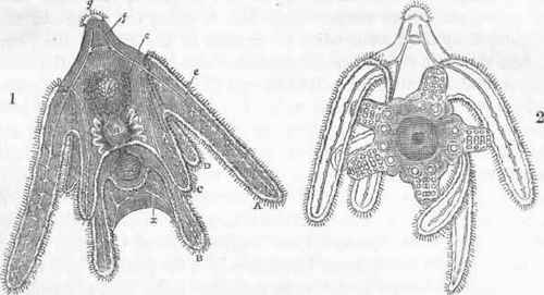 1. Pluteus paradoxus. A A, lateral arms; B B, inferior ditto; C C, anterior ditto.