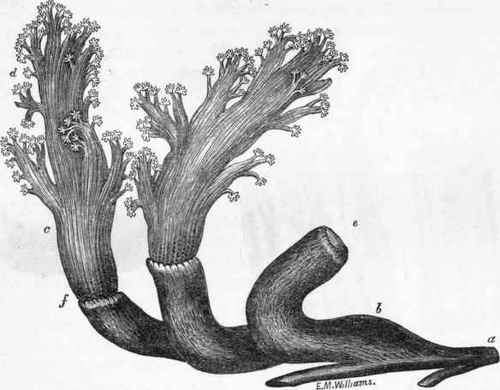 Alcyonidium elegans (after Milne Edwards, Ann. des Sc. Nat. 1835, pl. 12. fig. 1.)