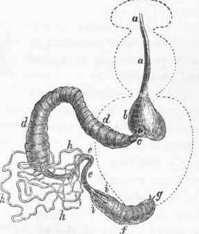 Alimentary canal of the Honey Bee, Apis mellifica. a a, oesophagus.