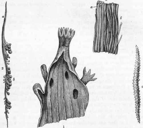 Anatomy of Alcyonidium eleguns (after Milne Edwards.)