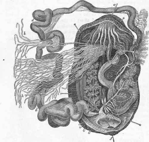 Anatomy of Holothuria: a, bristle inserted into the mouth; b, inverted tentacula.