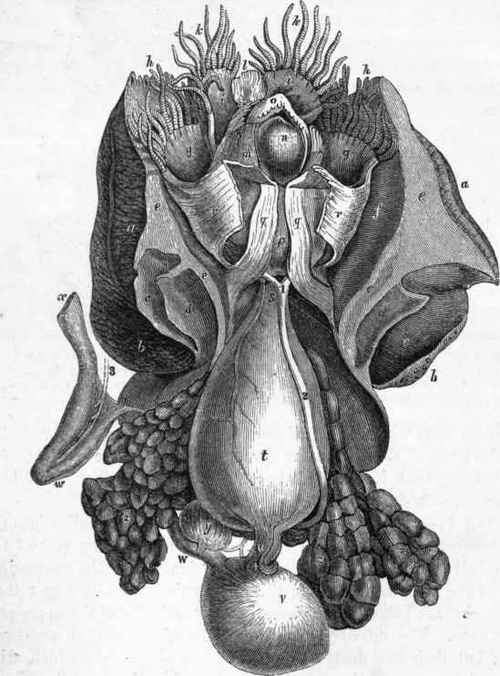Anatomy of Nautilus Pompilius (after Owen): a, b, c, d, f, section of the mantle.