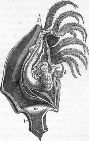 Anatomy of Pentelasmis vitrea: a, external envelope of the body.