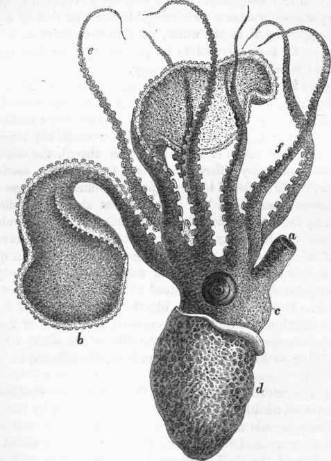 Animal of the Argonaut out of its shell: a, the siphon; b, the so called vela.