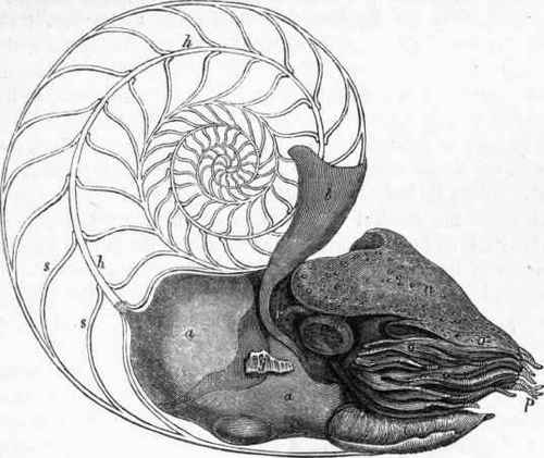 Animal of the Nautilus Pompilius. (After Owen.)