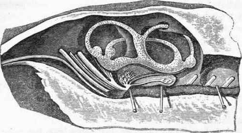 Auditory apparatus of the Skate.