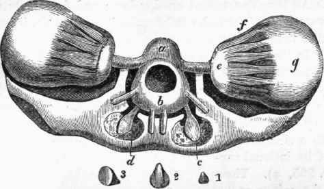 Brain and auditory apparatus of the Cuttle fish: a, b, brain; c, auditory apparatus.