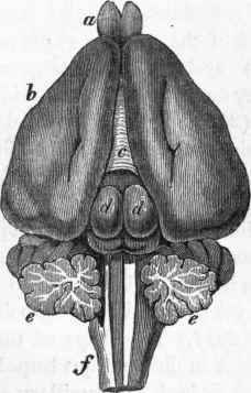 Brain of the Rabbit.