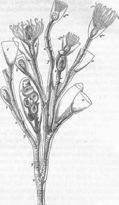 Campanularia gelaiinosa. a a, tegumentary skeleton, or horny polypary.