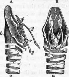 Cartilages of the superior larynx of a bird.