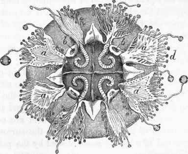 Cassiopea Borbonica.