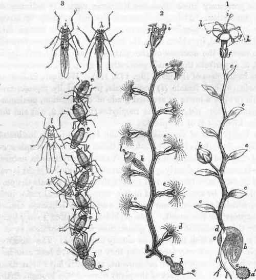 Comparative view of the reproductive process in a Plant, a Campanularian zoophyte.