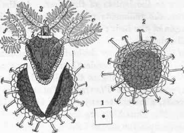 Cristatella mucedo. 1. Egg, natural size. 2. Egg, magnified.